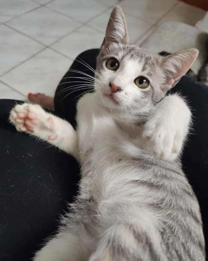 Gato ra a SRD idade 2 a 6 meses nome Iracema