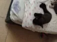 2machinhos pretos