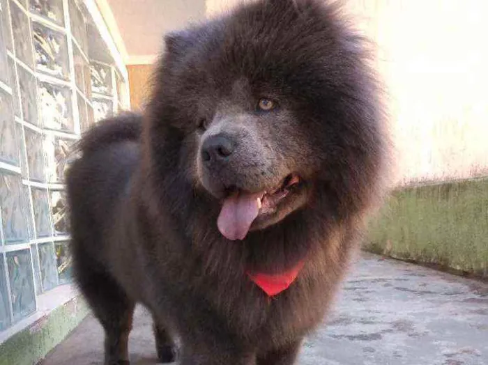 Cachorro ra a Chow Chow idade 2 a 6 meses nome Simba