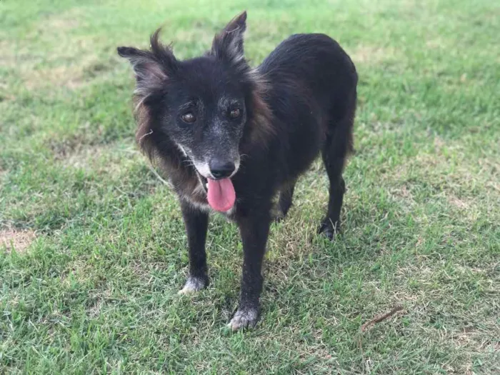 Cachorro raça Srd idade 6 ou mais anos nome Belinha castrada 