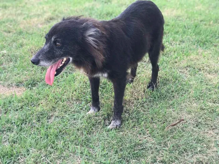 Cachorro raça Srd idade 6 ou mais anos nome Belinha castrada 