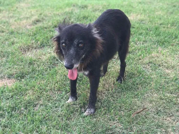 Cachorro raça Srd idade 6 ou mais anos nome Belinha castrada 