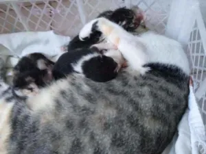 Gato raça  idade Abaixo de 2 meses nome Sem nomes