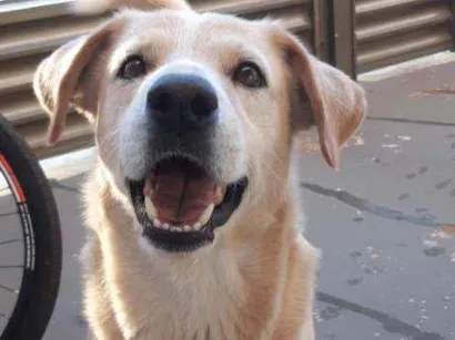 Cachorro raça Lavrador idade 6 ou mais anos nome Thor