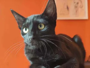Gato raça SRD idade 2 a 6 meses nome Larissa