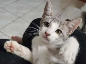 Gato raça SRD idade 2 a 6 meses nome Iracema