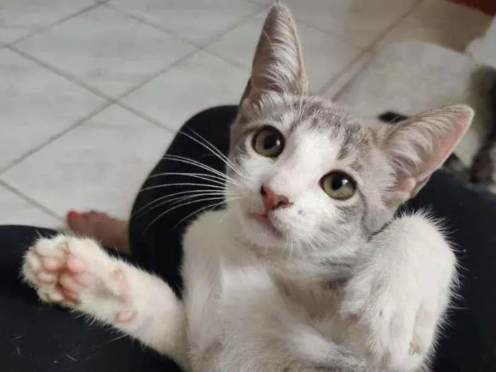 Gato ra a SRD idade 2 a 6 meses nome Iracema
