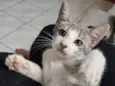 Iracema