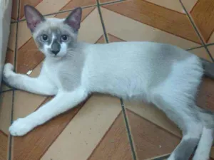 Gato raça SRD idade 2 a 6 meses nome Isis