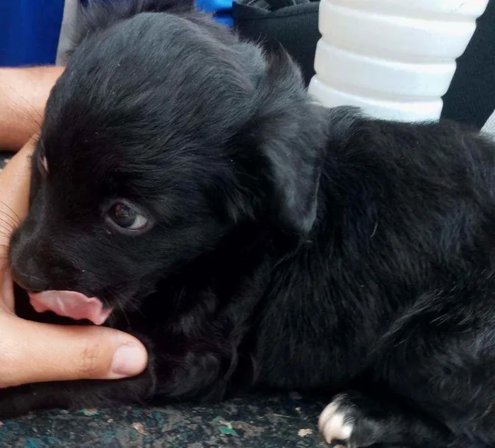 Cachorro raça SRD idade Abaixo de 2 meses nome Princesinha