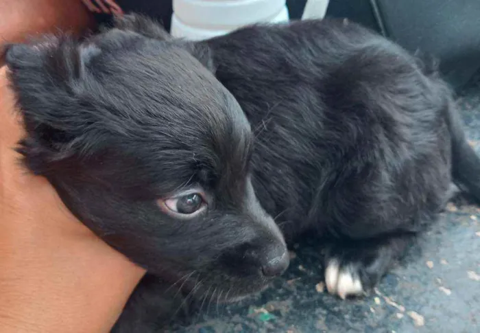 Cachorro raça SRD idade Abaixo de 2 meses nome Princesinha