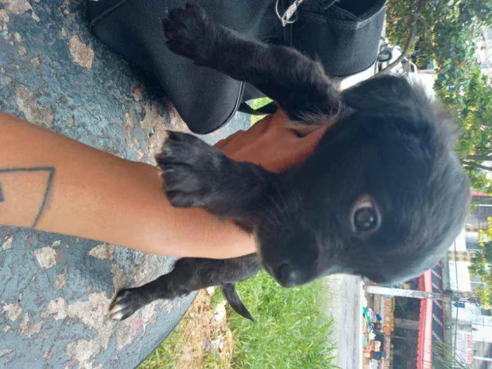 Cachorro raça SRD idade Abaixo de 2 meses nome Princesinha