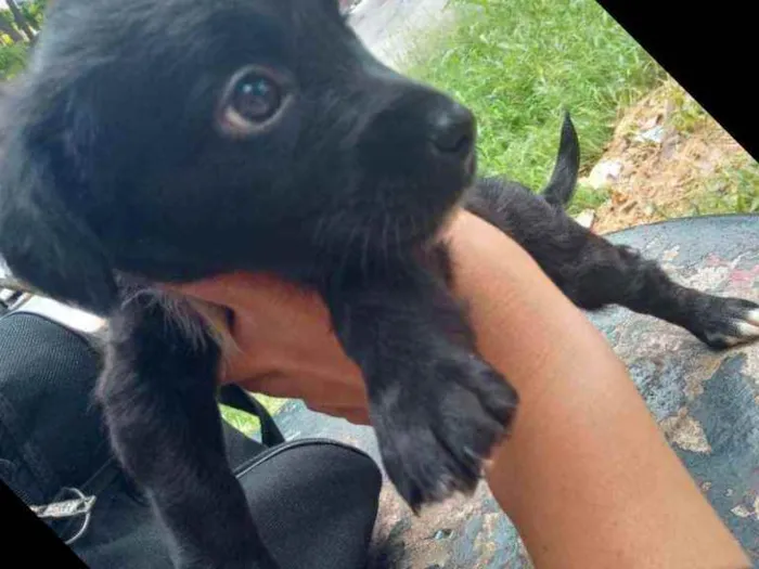 Cachorro raça SRD idade Abaixo de 2 meses nome Princesinha