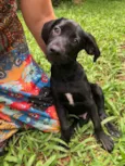 Cachorro raça Sem Raça Definida idade 2 a 6 meses nome Sem nome