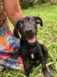 Cachorro raça Sem Raça Definida idade 2 a 6 meses nome Sem nome