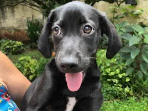 Cachorro raça Sem Raça Definida idade 2 a 6 meses nome Sem nome