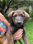 Cachorro raça Sem Raça Definida idade 2 a 6 meses nome Sem nome