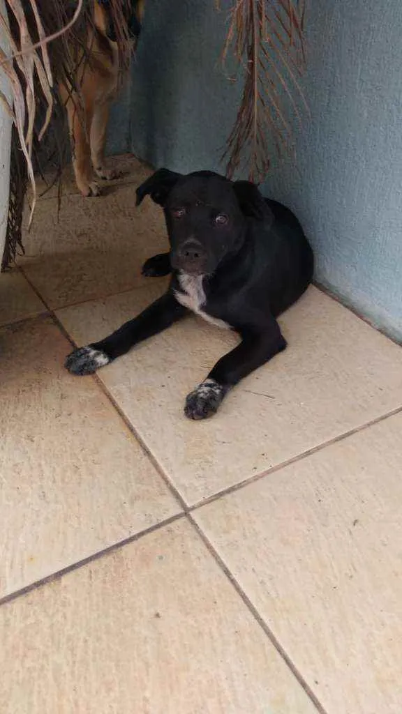 Cachorro ra a  idade 2 a 6 meses nome Lilica