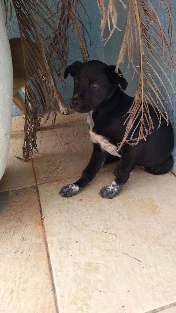 Cachorro ra a  idade 2 a 6 meses nome Lilica