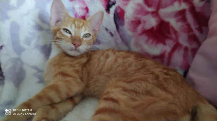 Gato raça Sr idade 2 a 6 meses nome ALFREDO