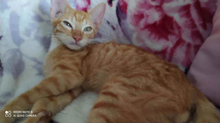 Gato raça Sr idade 2 a 6 meses nome ALFREDO