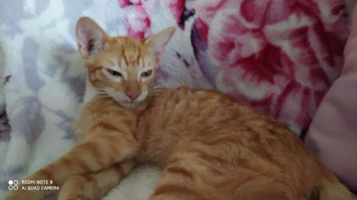 Gato raça Sr idade 2 a 6 meses nome ALFREDO