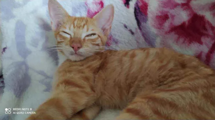 Gato raça Sr idade 2 a 6 meses nome ALFREDO