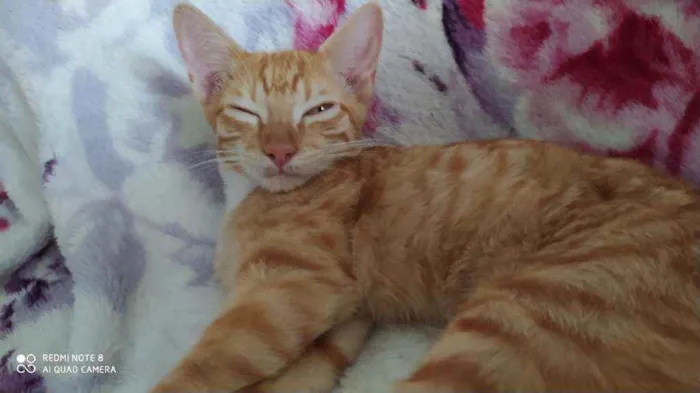 Gato raça Sr idade 2 a 6 meses nome ALFREDO