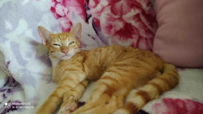 Gato raça Sr idade 2 a 6 meses nome ALFREDO