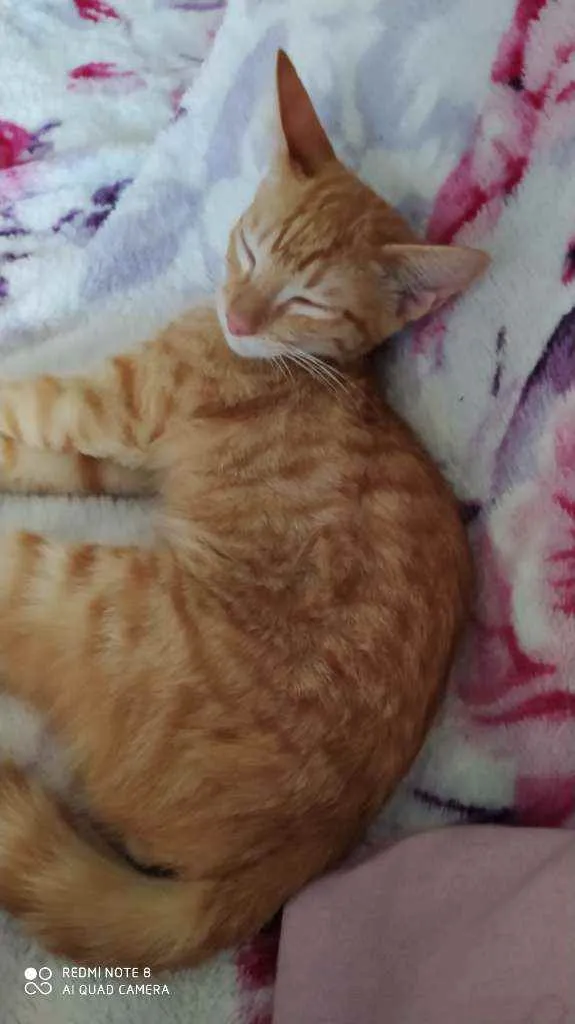 Gato raça Sr idade 2 a 6 meses nome ALFREDO