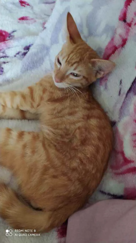 Gato raça Sr idade 2 a 6 meses nome ALFREDO