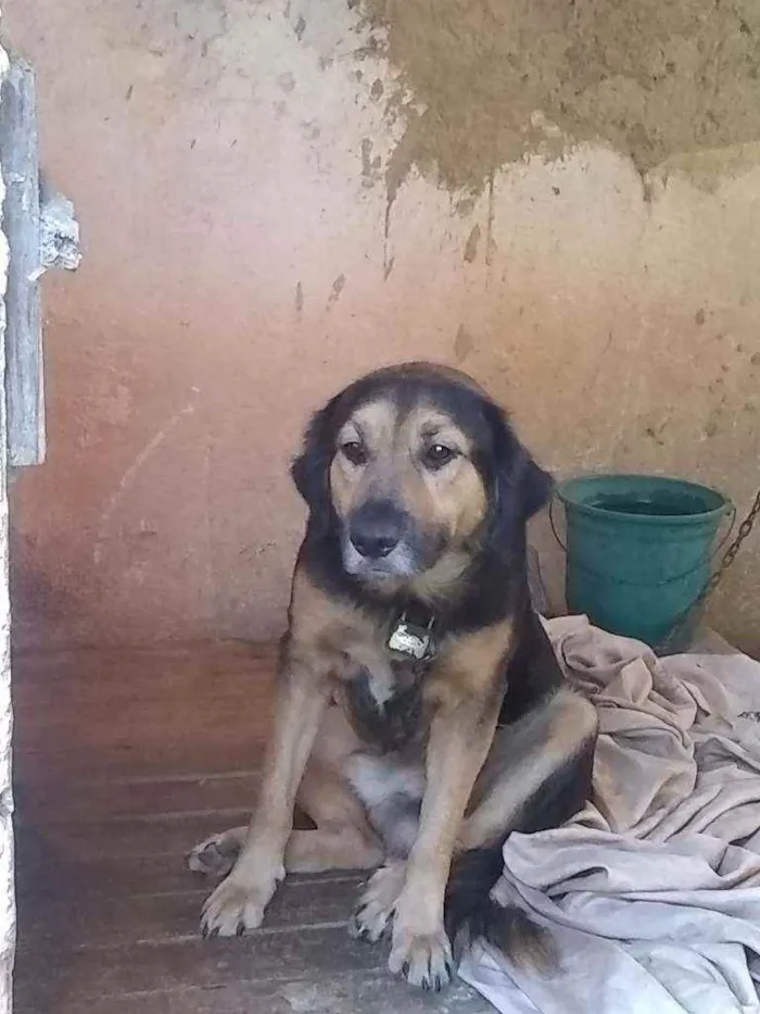 Cachorro raça Vira lata idade 2 anos nome Boris