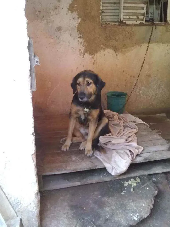 Cachorro raça Vira lata idade 2 anos nome Boris
