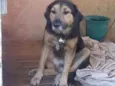 Boris