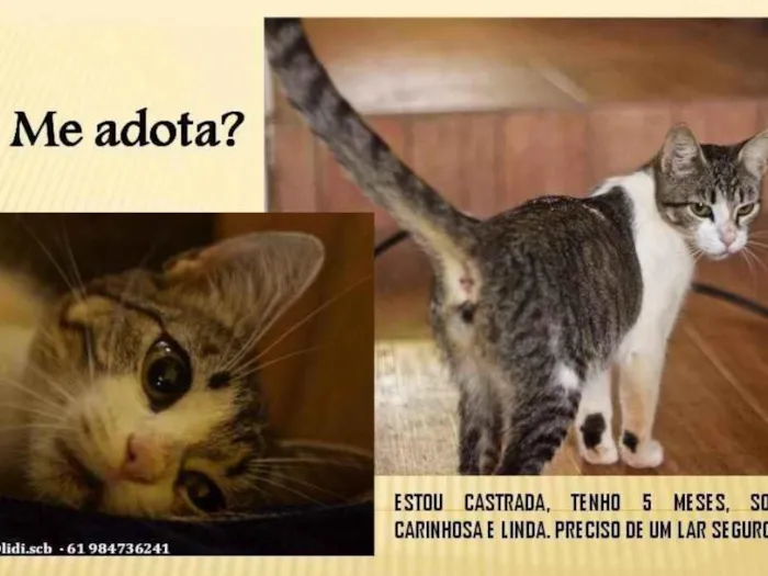 Gato ra a SRD idade 2 a 6 meses nome Gata