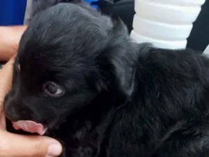 Cachorro raça SRD idade Abaixo de 2 meses nome Princesinha