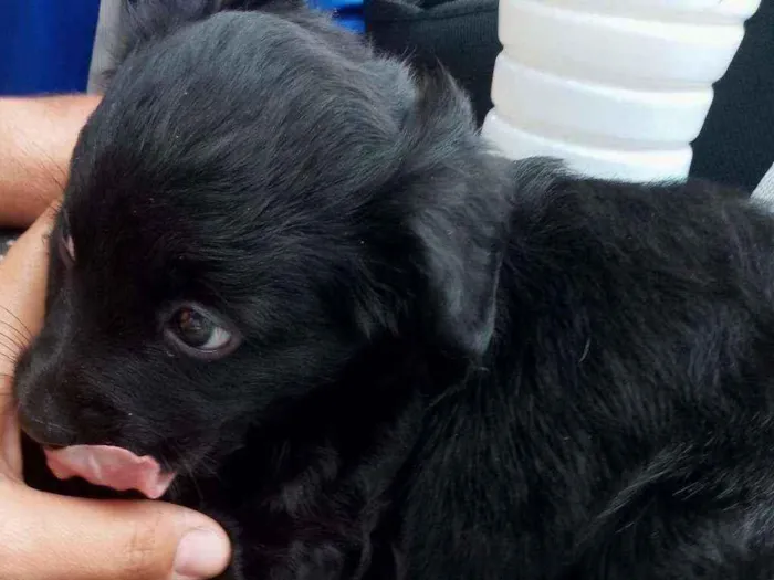 Cachorro raça SRD idade Abaixo de 2 meses nome Princesinha