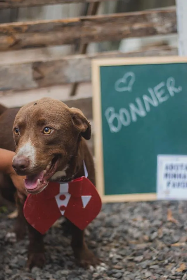 Cachorro raça SRD idade 2 anos nome Bonner