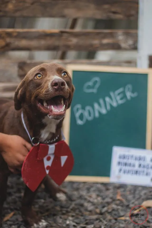 Cachorro raça SRD idade 2 anos nome Bonner