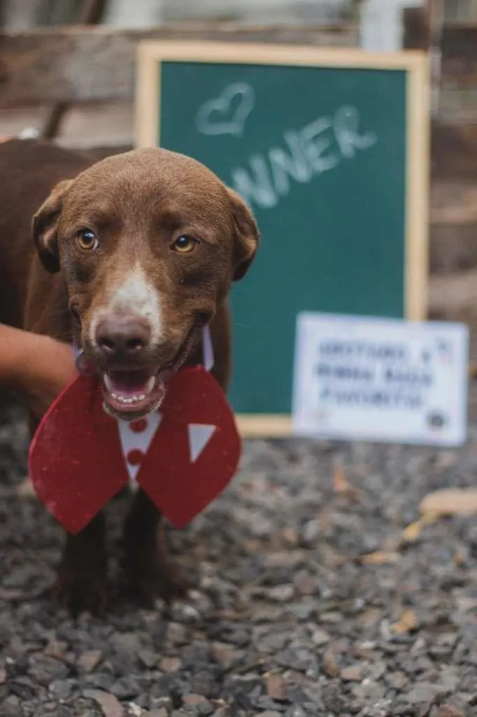 Cachorro raça SRD idade 2 anos nome Bonner