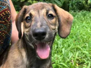 Cachorro raça Sem Raça Definida idade 2 a 6 meses nome Sem nome