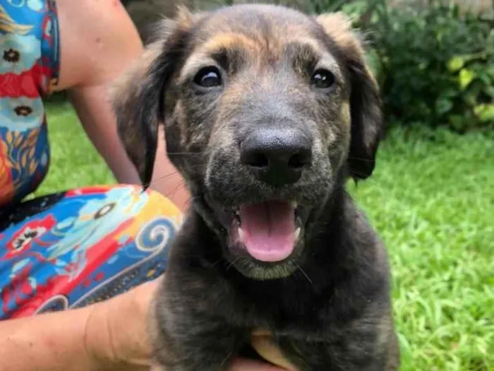 Cachorro raça Sem Raça Definida idade 2 a 6 meses nome Sem nome