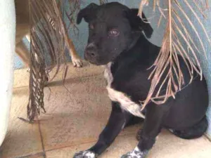 Cachorro raça  idade 2 a 6 meses nome Lilica