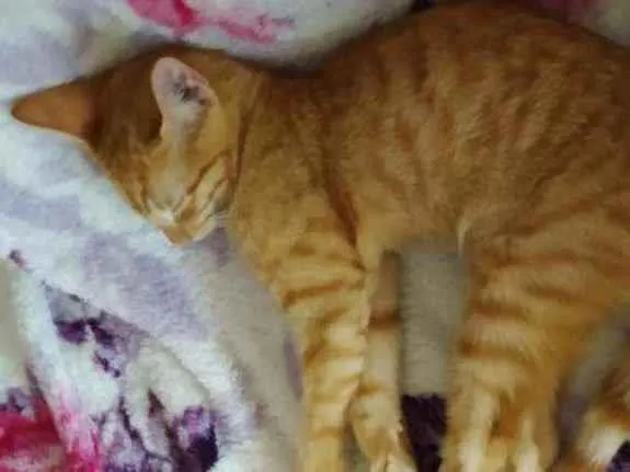 Gato raça Sr idade 2 a 6 meses nome ALFREDO