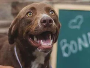 Cachorro raça SRD idade 2 anos nome Bonner