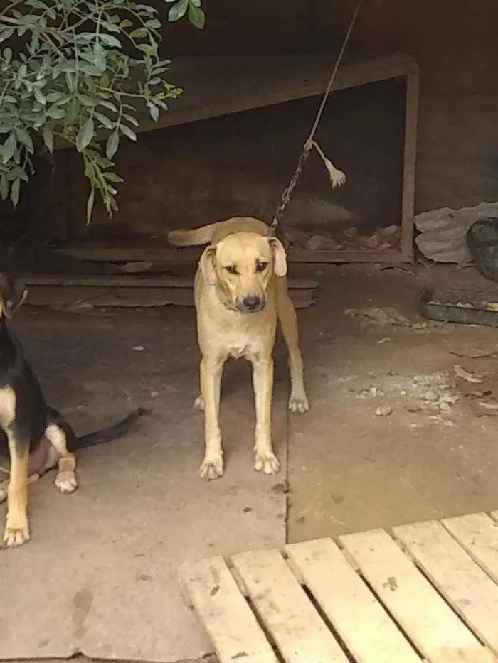 Cachorro raça Vira lata idade 2 anos nome Corugita