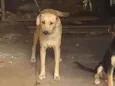 Corugita