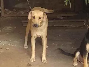 Cachorro raça Vira lata idade 2 anos nome Corugita