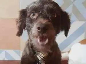 Cachorro raça SRD idade 7 a 11 meses nome Oswaldo