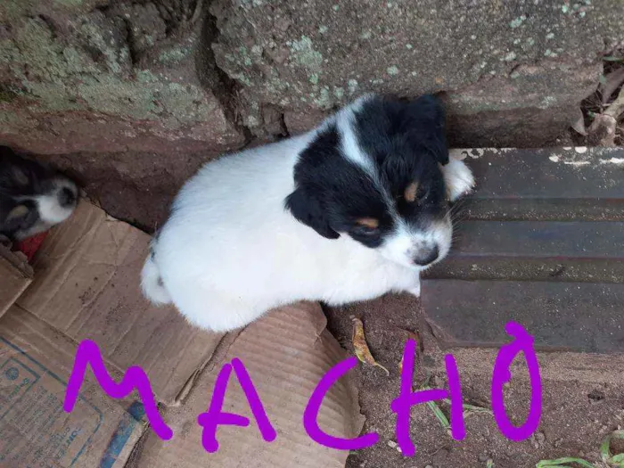 Cachorro raça Virá lata idade Abaixo de 2 meses nome Filhotes